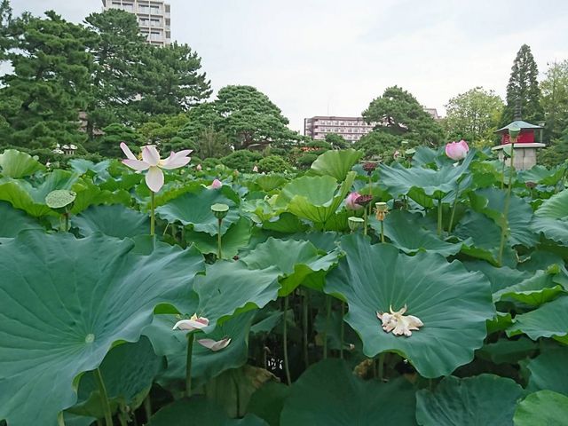 日本初の西洋庭園だったか?
蓮ももう終わりかと思ったらまだ咲いてて良かった。_新潟総鎮守 白山神社