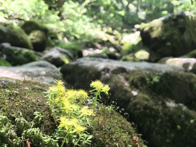 沢沿いのハイキングコース_ロックガーデン