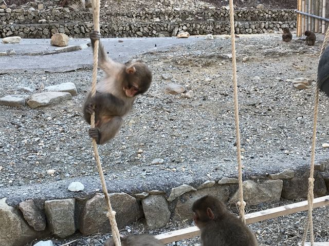 ドっかわいい!_波勝崎モンキーベイ
