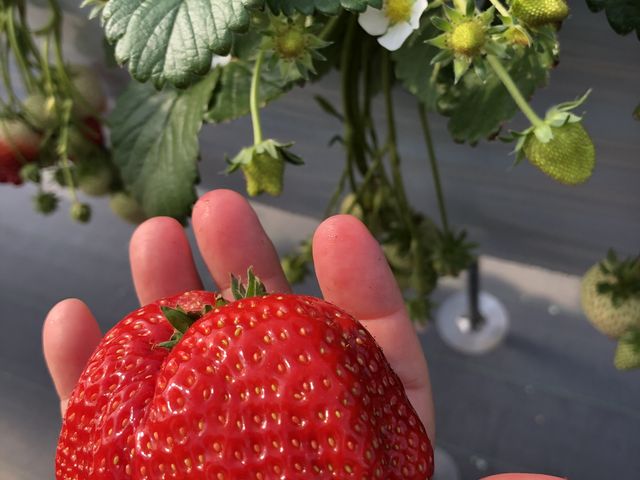 大きいけど甘いです_STRAWBERRY GARDEN ROYAL