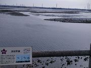 愛のすね毛さんの汐川干潟の投稿写真1