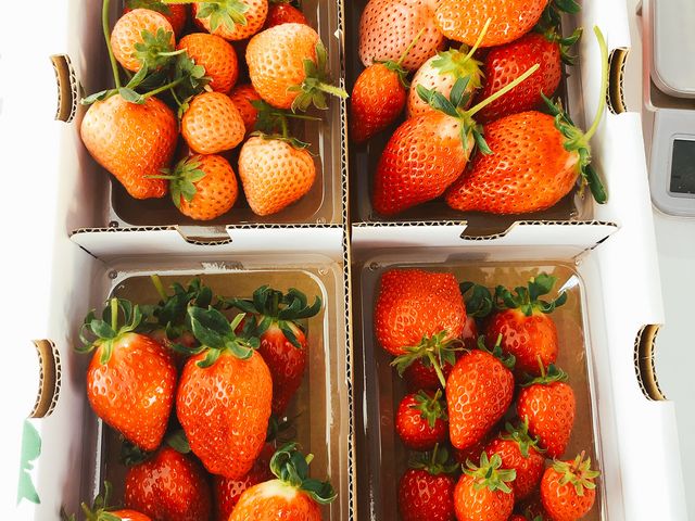 摘み取ったいちごプラスお土産いちご。
幸せ!たくさんの品種があり。帰宅してからも幸せ。_むつみ農園