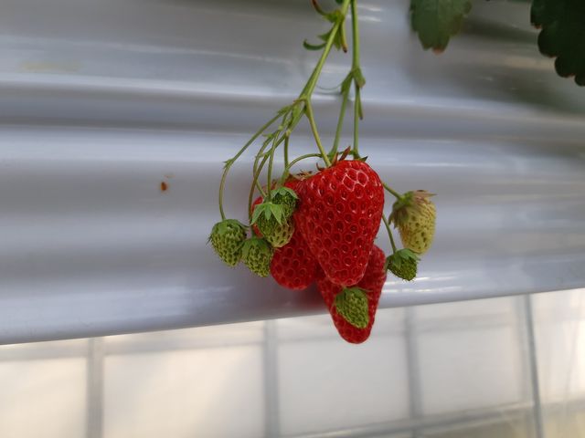 大きい物が沢山_KING FARM