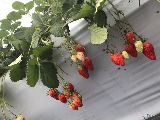 甘くて美味しいイチゴ_Berry Farm TETRA