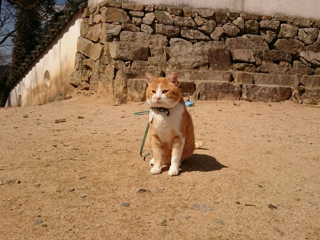 猫城主さんじゅーろー_備中松山城
