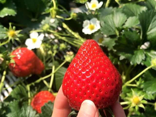 まっかないちご★_まるとみ農園(丸富農園)