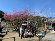 panchanさんの金熊寺梅林の投稿写真12