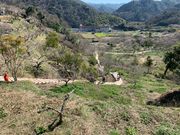 panchanさんの金熊寺梅林の投稿写真14