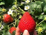まちださんのまるとみ農園(丸富農園)の投稿写真1