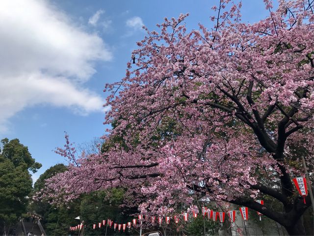 【上野恩賜公園の桜】大寒桜_上野恩賜公園の桜