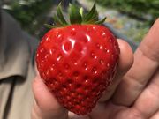 みきさんの佐賀ベリーフォレストの投稿写真1