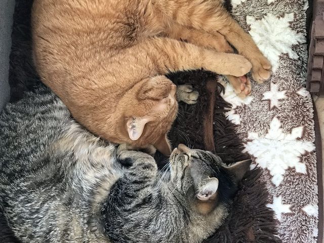 室内では猫もゆったりしてました。_つくばわんわんランド