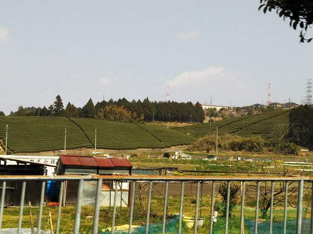 やんまあさんの茶園の投稿写真1