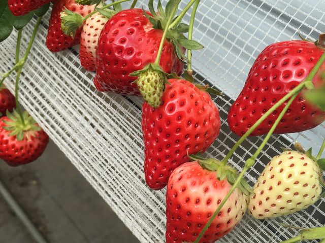 甘くて美味しい 苺でした!_アクトいちごファーム