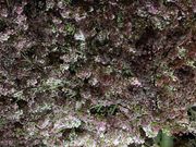 rymeさんの花のまわりみちー八重桜イン広島ーの投稿写真2