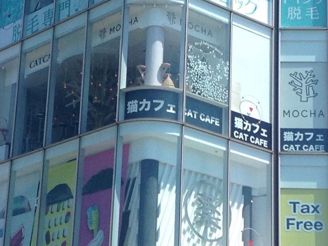 ガラス張りの店_猫カフェ MOCHA 原宿店