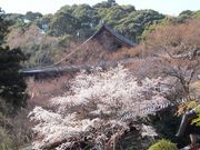こぼらさんの長谷寺の桜の投稿写真1