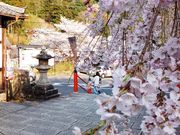 こぼらさんの長谷寺の桜の投稿写真1