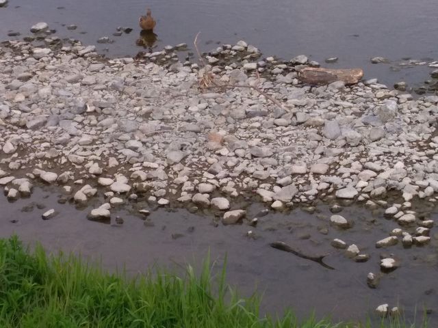 鴨のあかちゃんがいました。_鴨川公園