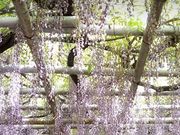 ちょこさんの住吉神社の投稿写真1