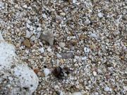 うみさんの白浜海岸海水浴場の投稿写真1