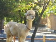 mituさんの三島市立公園 楽寿園の投稿写真1