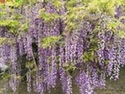 ひげはんさんの子安地蔵寺の藤の投稿写真1