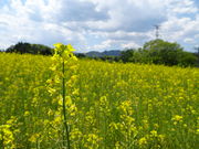 Happowさんの野良舞夏ひまわり倶楽部平石農場の菜の花の投稿写真2