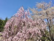 りろりんさんの中島公園の投稿写真1