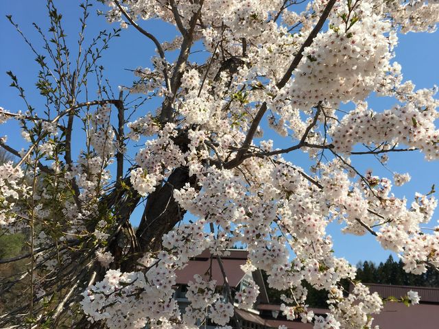 いで湯館の桜の花_肘折温泉郷