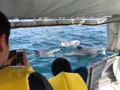 にゃあごさんのイルカウォッチング受付予約センターへの投稿写真1