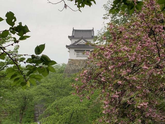 ちょっとだけ残った八重桜越しに_鶴山公園の桜・芝桜・フジ・イチョウ