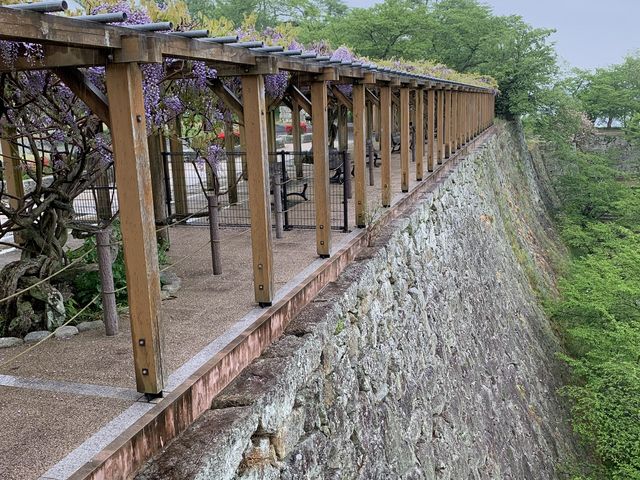藤棚は綺麗でした_鶴山公園の桜・芝桜・フジ・イチョウ