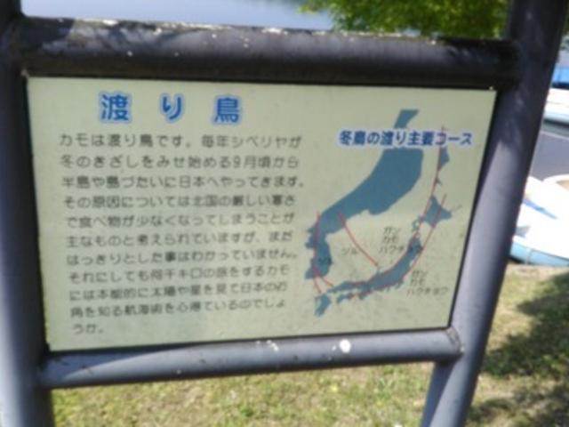 「渡り鳥」の説明板です。_県立自然公園鴨池