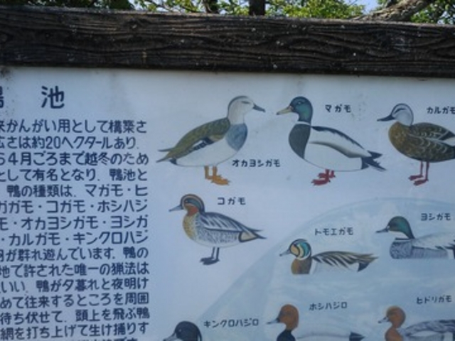 「鴨池」に飛んでくる鳥たち_県立自然公園鴨池