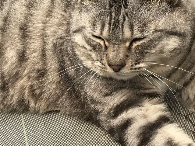 看板ねこちゃんです。お昼寝中でしたが、声をかけるとしっぽを振って反応してくれました。_夢いちごの郷 半澤いちご農園