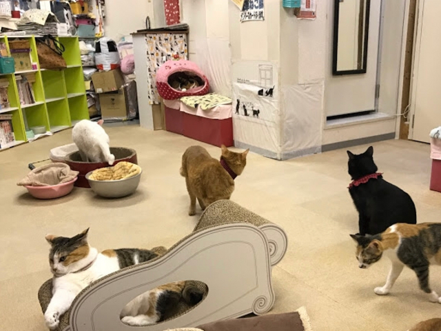 アットホームな雰囲気_浅草ねこ園