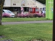 花ボーさんのホテルグリーンパークつるいの投稿写真1