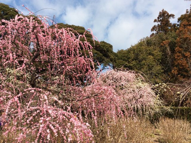 しだれ梅_龍尾神社