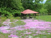 たかちゃんさんの日向森林公園の投稿写真3