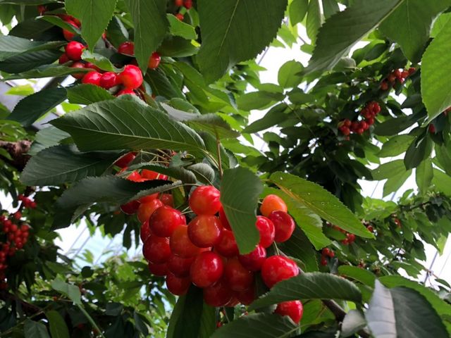 巨峰くらい大きな実の紅秀峰_宮本農園
