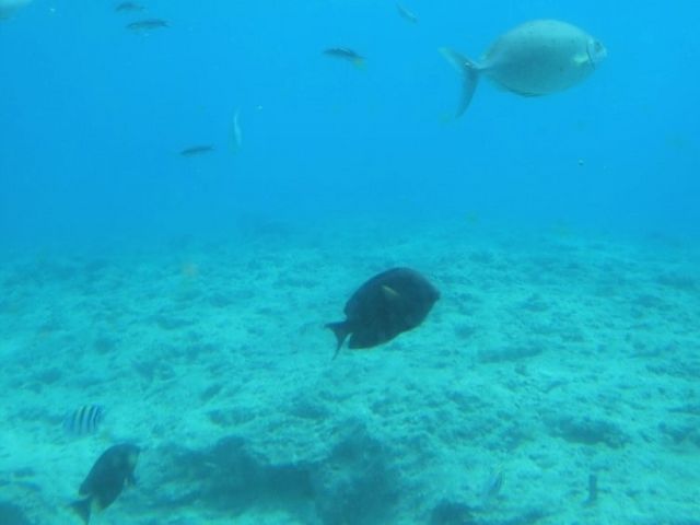 宮古島海中公園にある海中観察施設の窓_宮古島海中公園