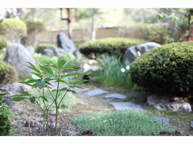 登別温泉花鐘亭はなやの庭_花鐘亭 はなや