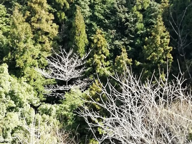 投身の谷です_壷阪寺お里澤市像