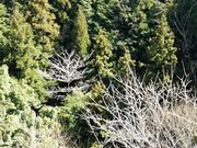 DoubleO7さんの壷阪寺お里澤市像の投稿写真3