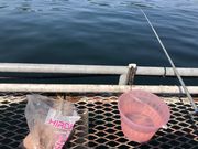 あっこさんの福岡市海づり公園の投稿写真1