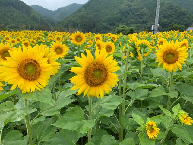 ひまわり_南光ひまわり館