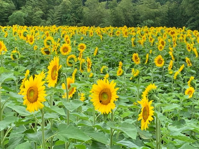 ひまわり_南光ひまわり館