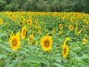 panchanさんの南光ひまわり館の投稿写真5