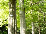 アオさんの泉谷公園の投稿写真2